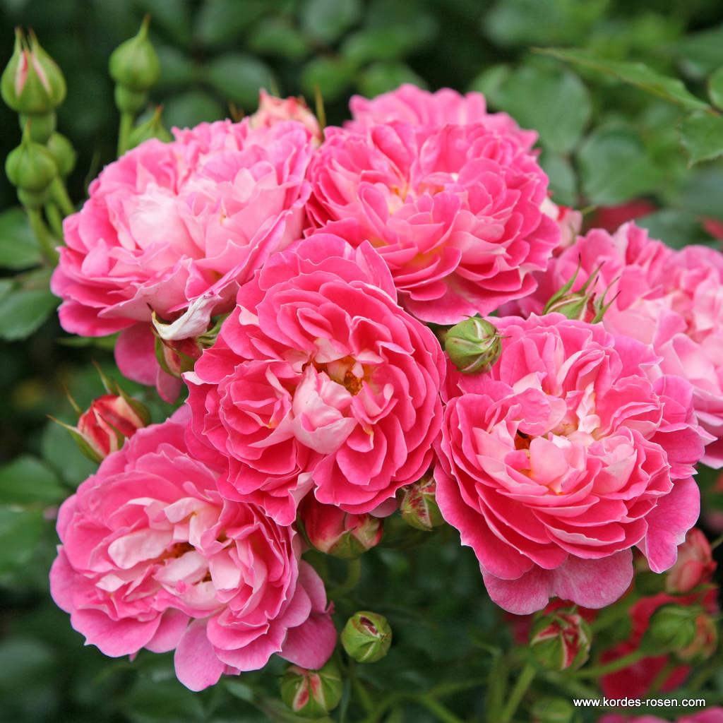 Роза миниатюрная Шармант